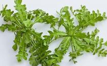 春季吃什么野菜好？四種食用野菜介紹