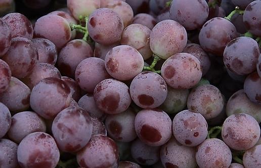 孕婦吃什么補血好？補血的食物與食療方