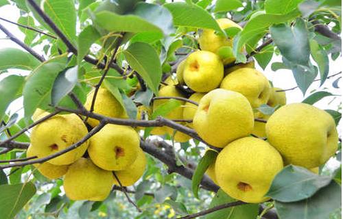 老人冬天吃3種水果能養(yǎng)生