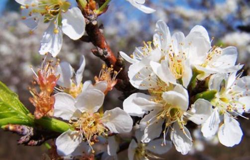 早春自駕去踏青:到新豐賞櫻