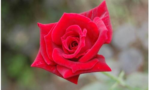 如花女人 教你春季巧用鮮花防病養生