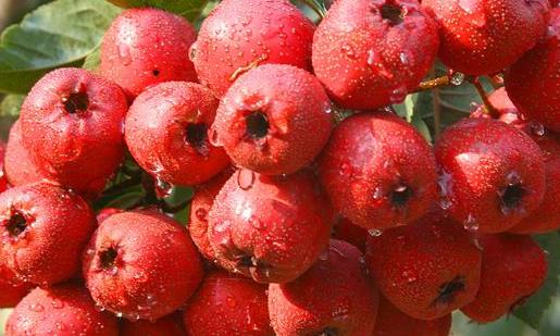 山楂吃多了易誘發腸胃疾病 山楂一次吃多少合適?