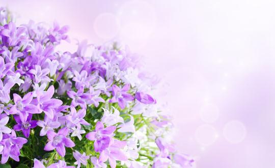 這樣讓鮮花更加鮮艷哦!