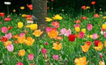 花卉在家居中有哪些作用？