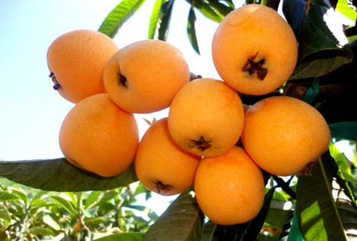 枇杷怎么保鮮?枇杷的保存方法盤點