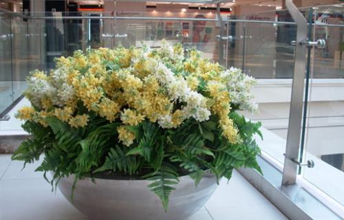 什么花卉最適合在室內養？