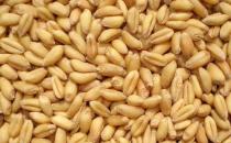 大麥和小麥的不同營養價值