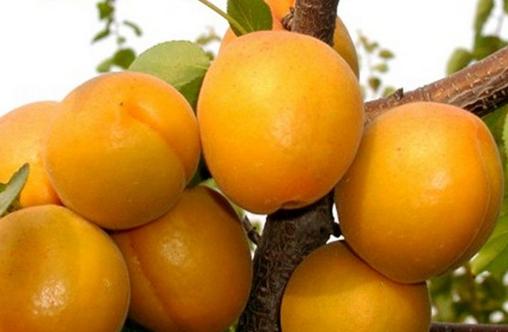 保護白領(lǐng)一族眼睛的食物和花茶