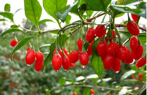 必吃的3種護(hù)眼食物