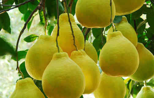 立秋吃什么水果養肝護肝