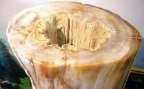 樹化玉有哪些價值？