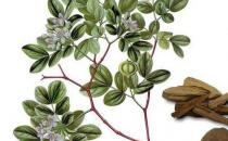 安息香精油的功效與作用是什么？