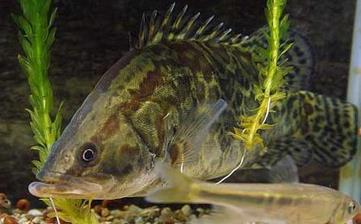 鱖魚_鱖魚的營養價值,功效與作用,鱖魚怎么做好吃,鱖魚的做法大全