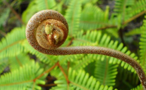 蕨菜的做法大全:炒蕨菜的做法