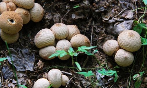 馬勃菌是什么?馬勃菌的功效