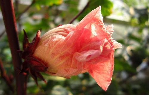 洛神花可以怎么做?