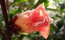 洛神花可以怎么做？