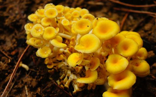 榆黃蘑有哪些做法？榆黃蘑的功效