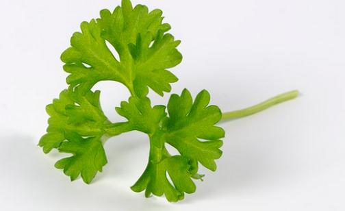 歐芹的簡(jiǎn)介 歐芹怎么做？