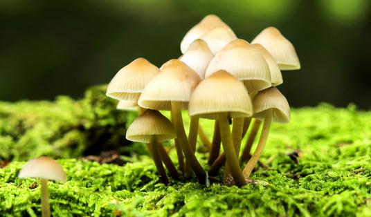 食物里含有毒物質怎么辦？