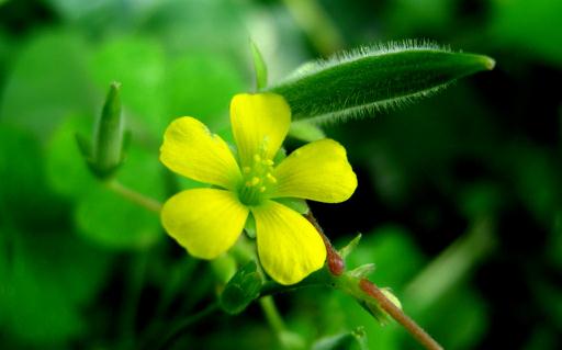 吃什么食物有涼血效果?