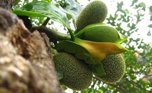 菠蘿蜜有哪些吃法？