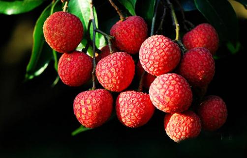 吃荔枝易上火 哪些人適合吃荔枝？