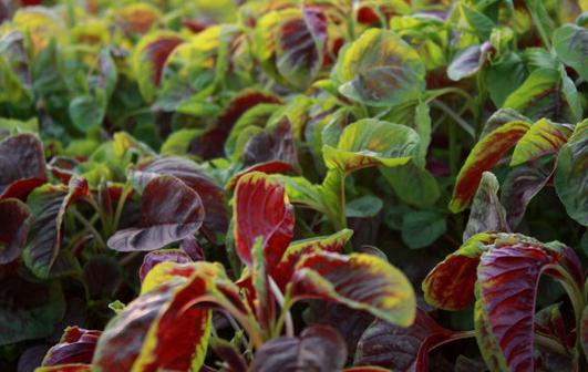 吃莧菜有什么好處？莧菜的做法