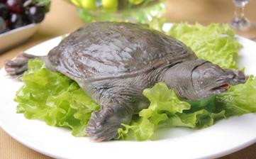 【甲魚】_甲魚的營養價值,甲魚怎么做好吃,甲魚湯,甲魚的做法大全 【甲魚】_甲魚的營養價值,甲魚怎么做好吃,甲魚湯,甲魚的做法大全