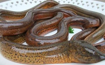 【鱔魚(yú)】_鱔魚(yú)的營(yíng)養(yǎng)價(jià)值,鱔魚(yú)怎么做好吃,鱔魚(yú)的做法大全 【鱔魚(yú)】_鱔魚(yú)的營(yíng)養(yǎng)價(jià)值,鱔魚(yú)怎么做好吃,鱔魚(yú)的做法大全