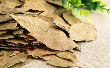 【香葉】_香葉的功效與作用,香葉怎么用,香葉的食用方法,香葉是什么 【香葉】_香葉的功效與作用,香葉怎么用,香葉的食用方法,香葉是什么