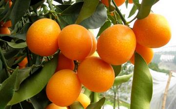 【金橘】_金桔,金橘的功效與作用,金橘怎么吃,金桔上火還是敗火 【金橘】_金桔,金橘的功效與作用,金橘怎么吃,金桔上火還是敗火