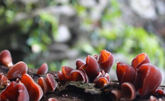 促進排便的食譜：雙鳳鮮木耳