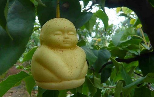 人參果的功效 人參果怎么養生