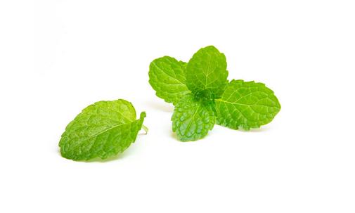 薄荷換盆移盆可以曬太陽嗎?