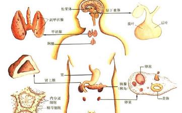 【內分泌】內分泌失調的癥狀,內分泌失調怎么調理,內分泌失調治療方法