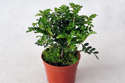 清香木可以放在室內(nèi)養(yǎng)嗎?