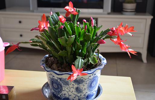 蟹爪蘭什么時候澆水?蟹爪蘭怎么養(yǎng)?