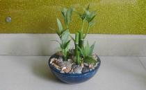 土栽富貴竹盆景的養護要點