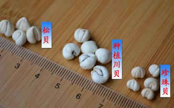 【川貝】川貝的功效與作用_川貝燉雪梨的功效_川貝檸檬膏的做法 【川貝】川貝的功效與作用_川貝燉雪梨的功效_川貝檸檬膏的做法