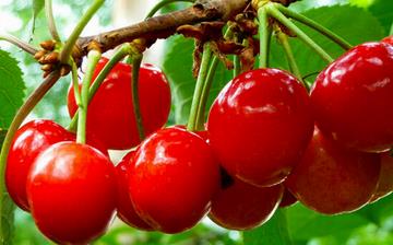 【櫻桃】櫻桃的功效與作用_吃櫻桃上火嗎_櫻桃怎么吃_櫻桃是什么 【櫻桃】櫻桃的功效與作用_吃櫻桃上火嗎_櫻桃怎么吃_櫻桃是什么