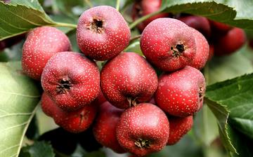 【山楂】山楂的功效與作用_吃山楂上火嗎_山楂怎么吃_山楂是什么