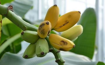 【芭蕉】芭蕉的功效與作用_芭蕉上火嗎_芭蕉怎么吃_芭蕉是什么 【芭蕉】芭蕉的功效與作用_芭蕉上火嗎_芭蕉怎么吃_芭蕉是什么