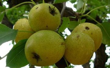 【酸梨】酸梨的功效與作用_酸梨上火嗎_酸梨怎么吃_酸梨是什么