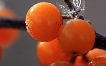 【沙棘】沙棘果_沙棘汁_沙棘的功效與作用_沙棘怎么吃_沙棘是什么_沙棘上火嗎