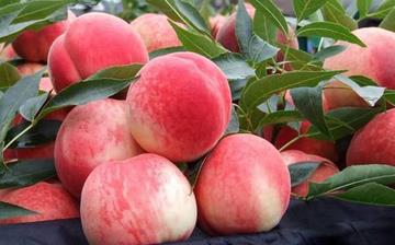 【水蜜桃】水蜜桃的功效與作用_水蜜桃上火嗎_水蜜桃怎么吃_水蜜桃是什么 【水蜜桃】水蜜桃的功效與作用_水蜜桃上火嗎_水蜜桃怎么吃_水蜜桃是什么