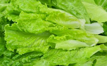【生菜】生菜的功效與作用營養價值_生菜怎么做好吃_生菜的做法大全 【生菜】生菜的功效與作用營養價值_生菜怎么做好吃_生菜的做法大全