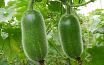 【節(jié)瓜】節(jié)瓜的功效與作用營養(yǎng)價(jià)值_節(jié)瓜怎么做好吃_節(jié)瓜的做法大全 【節(jié)瓜】節(jié)瓜的功效與作用營養(yǎng)價(jià)值_節(jié)瓜怎么做好吃_節(jié)瓜的做法大全