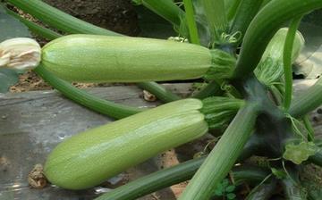 【西葫蘆】西葫蘆的營(yíng)養(yǎng)價(jià)值_西葫蘆怎么做好吃_西葫蘆的做法大全 【西葫蘆】西葫蘆的營(yíng)養(yǎng)價(jià)值_西葫蘆怎么做好吃_西葫蘆的做法大全