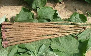 【牛蒡】牛蒡的功效與作用營養價值_牛蒡怎么做好吃_牛蒡的做法大全 【牛蒡】牛蒡的功效與作用營養價值_牛蒡怎么做好吃_牛蒡的做法大全